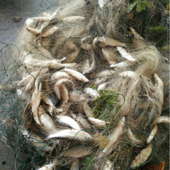 Netting Tackle With Float